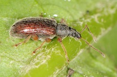 Phyllobius oblongus