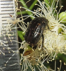 Elaphinis delagoensis