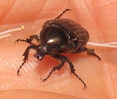 Elaphinis delagoensis