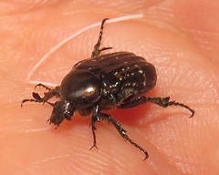 Elaphinis delagoensis