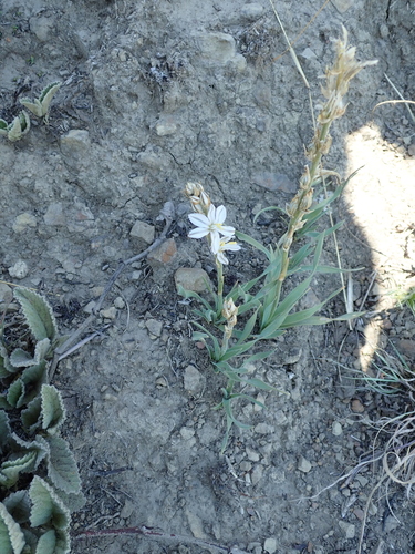 Image of Chlorophytum transvaalense by no rights reserved