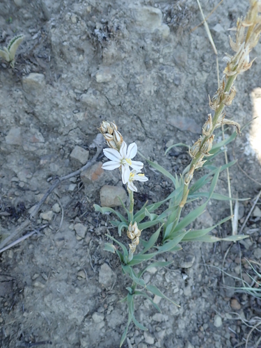 Image of Chlorophytum transvaalense by no rights reserved