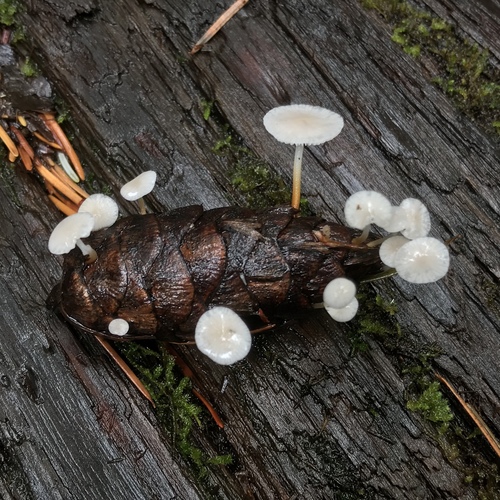 Fir-Cone Mushroom