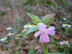 Silene × hampeana