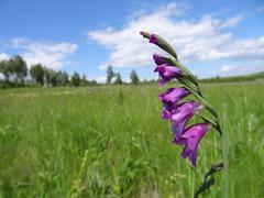 Gladiolus imbricatus