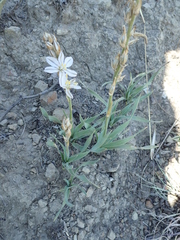 Chlorophytum transvaalense