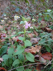 Silene × hampeana