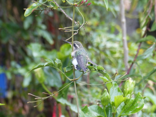 Short-tailed Emerald (Chlorostilbon poortmani)