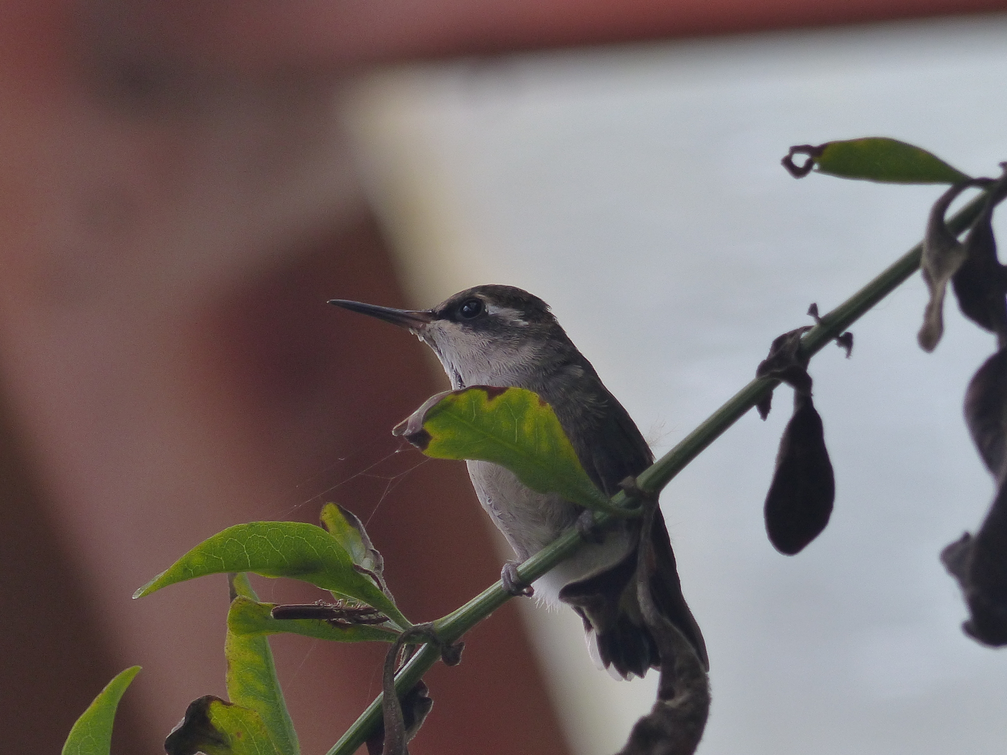 Short-tailed Emerald (Chlorostilbon poortmani), photo 2