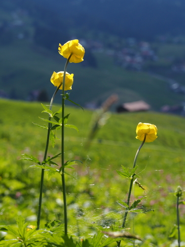 Trollius europaeus iNat (2)