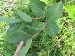 Jatropha hirsuta