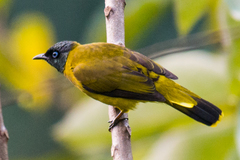 Brachypodius melanocephalos