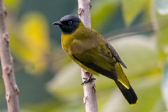 Brachypodius melanocephalos