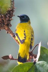 Brachypodius melanocephalos