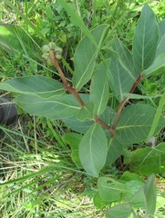 Jatropha hirsuta