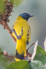 Brachypodius melanocephalos