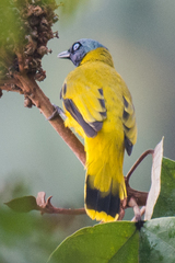 Brachypodius melanocephalos