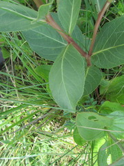 Jatropha hirsuta