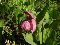 Cypripedium macranthos