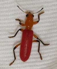 Aphelochroa sanguinalis