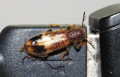 Pelonium