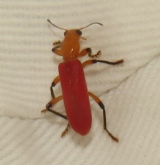 Aphelochroa sanguinalis