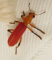 Aphelochroa sanguinalis