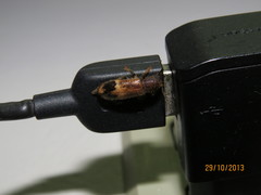 Pelonium
