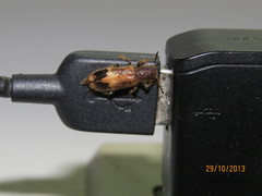 Pelonium