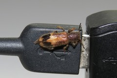 Pelonium