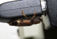 Pelonium