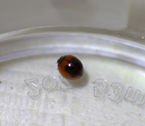 Exochomus subrotundus photo 4