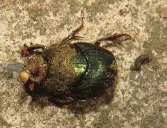 Proagoderus aciculatus
