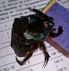 Coprophanaeus ensifer