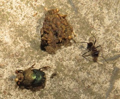 Proagoderus aciculatus