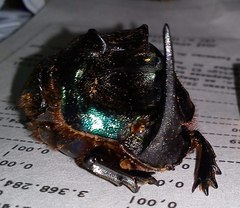 Coprophanaeus ensifer