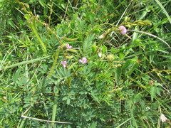 Tephrosia purpurea