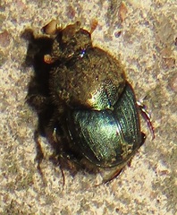 Proagoderus aciculatus