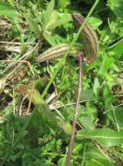 Xysmalobium undulatum