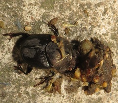 Proagoderus aciculatus