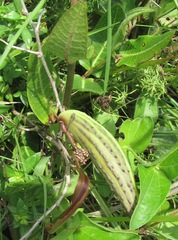 Xysmalobium undulatum