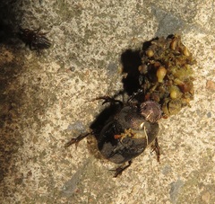 Proagoderus aciculatus