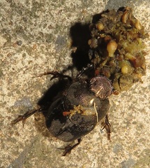 Proagoderus aciculatus