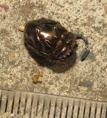 Proagoderus aciculatus