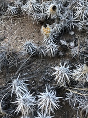 Grusonia clavata