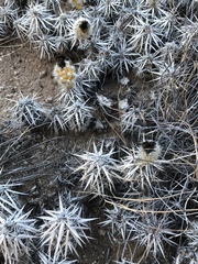 Grusonia clavata