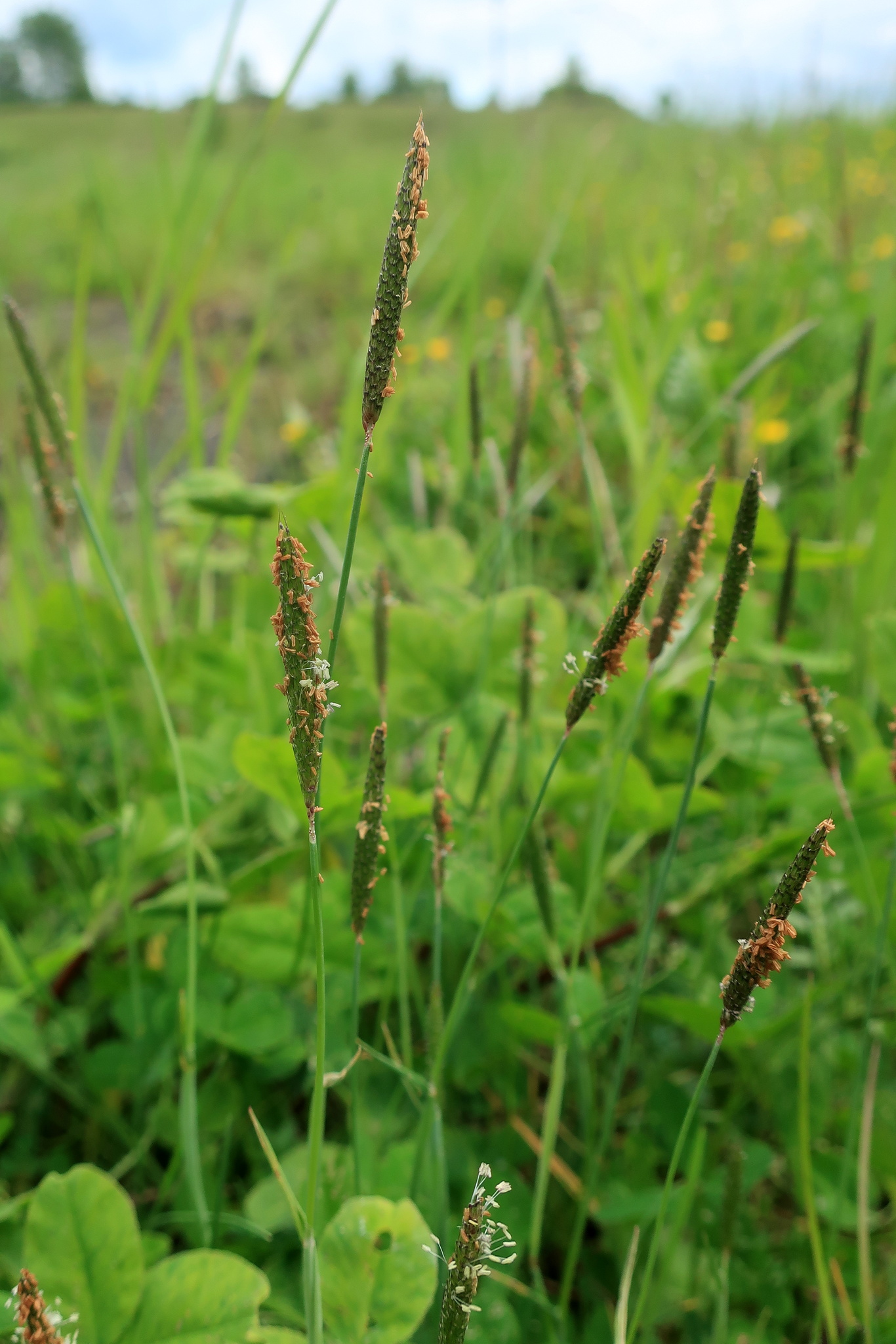 Alopecurus geniculatus