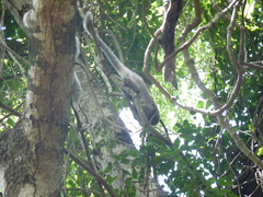 Plecturocebus donacophilus