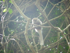 Plecturocebus donacophilus