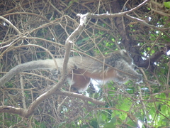 Plecturocebus donacophilus